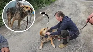 Спасли от усыпления? СТАРУШКА ПОПРОСИЛА СОСЕДА ИЗБАВИТЬСЯ ОТ СОБАКИ...