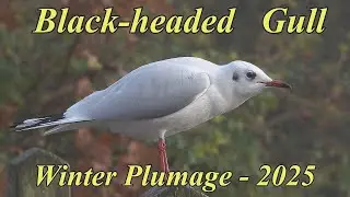 Winter plumage Black-headed Gull