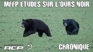 MFFP &Eacute;tudes sur l'Ours Noir