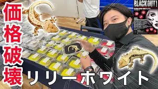 【破格】高額生体がとんでもない値段で売られていた...。【ブラックアウト｜クレステッドゲッコー｜リリーホワイト】