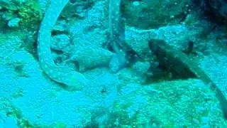 Octopus Vs. Snake Eel BATTLE!!!