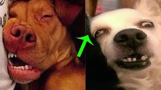 Why dogs sleep too much?