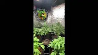 Future Harvest Commercial