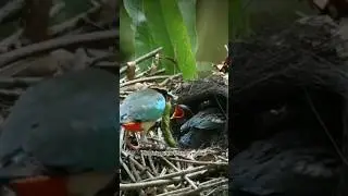 Warblers are Small and Brightly Colored #animal #amazingbirds  #amazinganimals #colorful #fairypitta