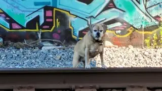 Stealth Camping With Dog on Train Tracks