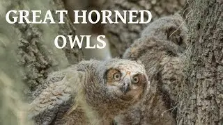 Great Horned Owls