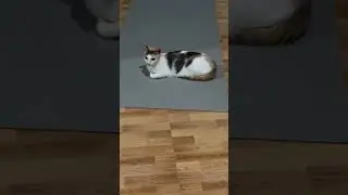 After give birth she need exercise #catlovers #catexercise
