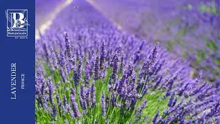 Episode 1 - Lavender - Botanicals by Sozio