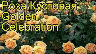 Роза кустовая Golden Celebration. Краткий обзор, описание характеристик, где купить саженцы