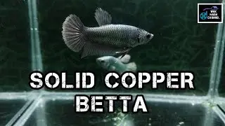 SOLID COPPER BETTA | IKAN CUPANG SOLID COPPER