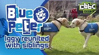 Cute dog reunited with siblings on CBBC Blue Peter