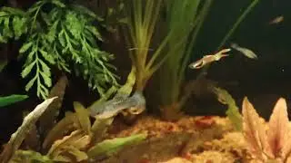 Aquarium Maintenance - Cleaning My Mistake (Overfeeding Nano Tanks!)