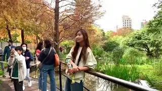 台北大安森林公園｜生態水池區落羽松木棧道，穿梭在樹林間，層次分明的羽狀葉，湖水倒映，浪漫唯美！