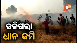 Fire breaks out at wheat field in Balasore