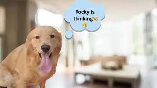 😨🤔I didn&rsquo;t know that Rocky would think like that 🥲 || Rocky the golden retriever ||