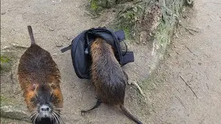 O NUTRIE A INTRAT IN RUXACUL MEU SI A FURAT MANCAREA. AM HRANIT NUTRIILE DIN PRAGA.