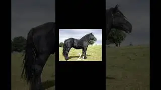 Some of these are Percheron Crosses! #horse #equestrian #percheron #equineedits