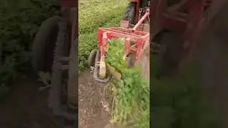 Peanut 🥜 Harvesting with tractor 🚜 attached with harvester accessories #peanut #harvest