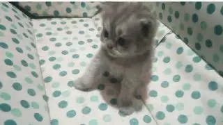Suggest some good names for my cuties #cutekittensvideos #catnames