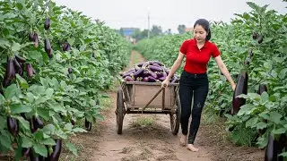 Harvesting 1000+Kg Wild Fresh Eggplant Goes To Market Sell, Traditional Eggplant Recipe| Hana Market