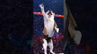 Dog fight won😮😯#dog #dogshorts #dogfight #shorts