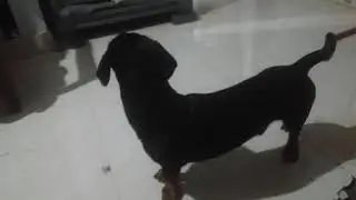 Abin 's Daash dog