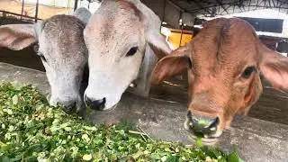Tip to get rich #margshirshguruvar #purnima #yt #ytshorts #ytshortsindia #shortvideo #nandi #cow 