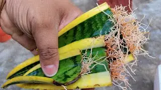 Snake Plant propagation by Leaf cuttings (sansevieria) / DIY Home Garden
