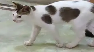 Sweet Cat #huntingcat #kitten #cat #playingkitten #catlover #catvideos #catshorts #catvideo #ytvideo