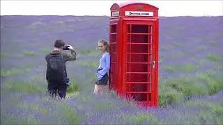 Lavender Fields! Tractor Ride & Photo Session at Mayfield Lavender Farm!