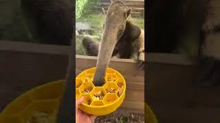 The Insect-Eating Specialist #GiantAnteater #AnimalFacts #WildlifeShorts #ScienceShorts