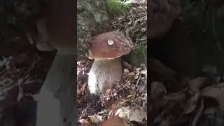 il sogno dei fungaioli