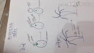 Class XII_ BIOLOGY_ ASEXUAL REPRODUCTION: EXTERNAL AND INTERNAL BUDDING
