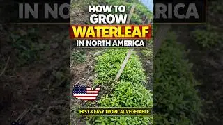 How to grow Waterleaf in winter