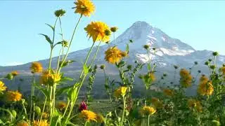 ASMR MOUNTAIN MEADOW AMBIENT, BIRDS SINGING, RELAXING NATURE SOUNDS, NO MUSIC