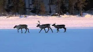 Breakfast call for reindeer, Inari