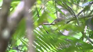 MELODIOUS BABBLER