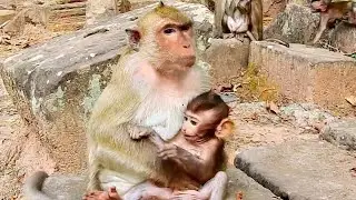 Lovely Baby BARON Was Holding By Sister Bridget But He Want To Play | sounds Monkey