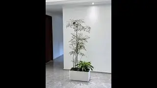 How beautiful a group of Nan Tian Zhu potted plants in the entrance?