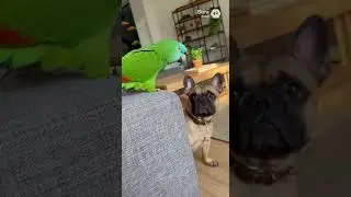 Bulya, let's fly #parrot #funny #animals #birds #fyp #funny #laugh #dog