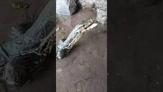 How to catching snakehead - fishing chunda - SNAKEHEAD FISH #shorts  #fish #channa #viralvideo