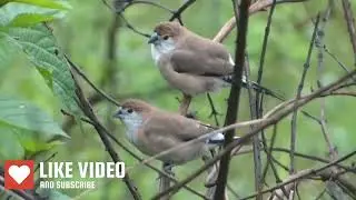 Indian Silverbill / White Throted Munia