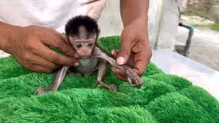 Reflexology massage for baby monkey Wini to loosen his muscles