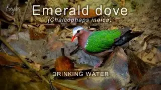 emerald dove Chalcophaps indica DRINKING WATER
