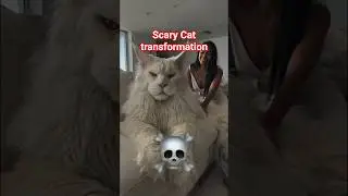 Scary Cat transformation#cat #transformation #animals #shorts #short #youtubeshorts #shortvideo