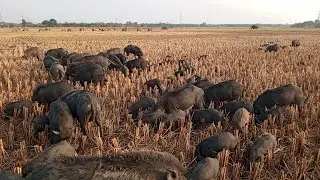 Animal life. Village animal black pig video. Asian country beautiful black pig video
