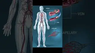 Оксид Азота и Артерии - Доктор Майкл Грегер