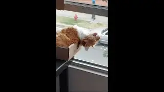 Owner Thought His Cat Not Alive as It Was Deeply Sleeping on Its Back