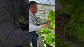 Hydroponic lettuce #farming #satisfying #agriculture