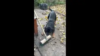 Dog Kept Barking at the Broom Then Panicked When It Fell